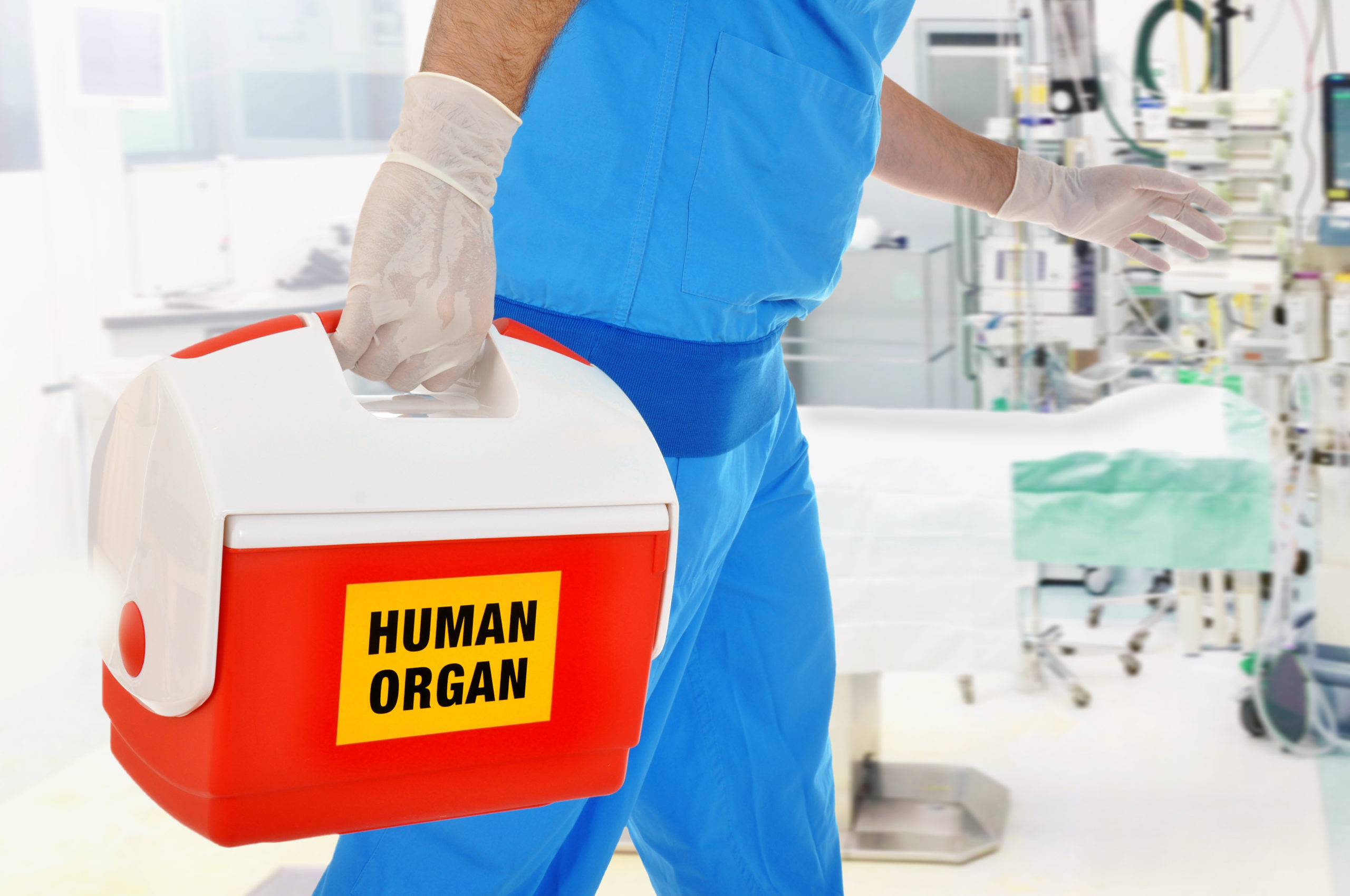 Arzt Bringt Organspende In OP Für Organtransplantation