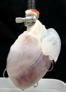 Decellularized Pig Heart