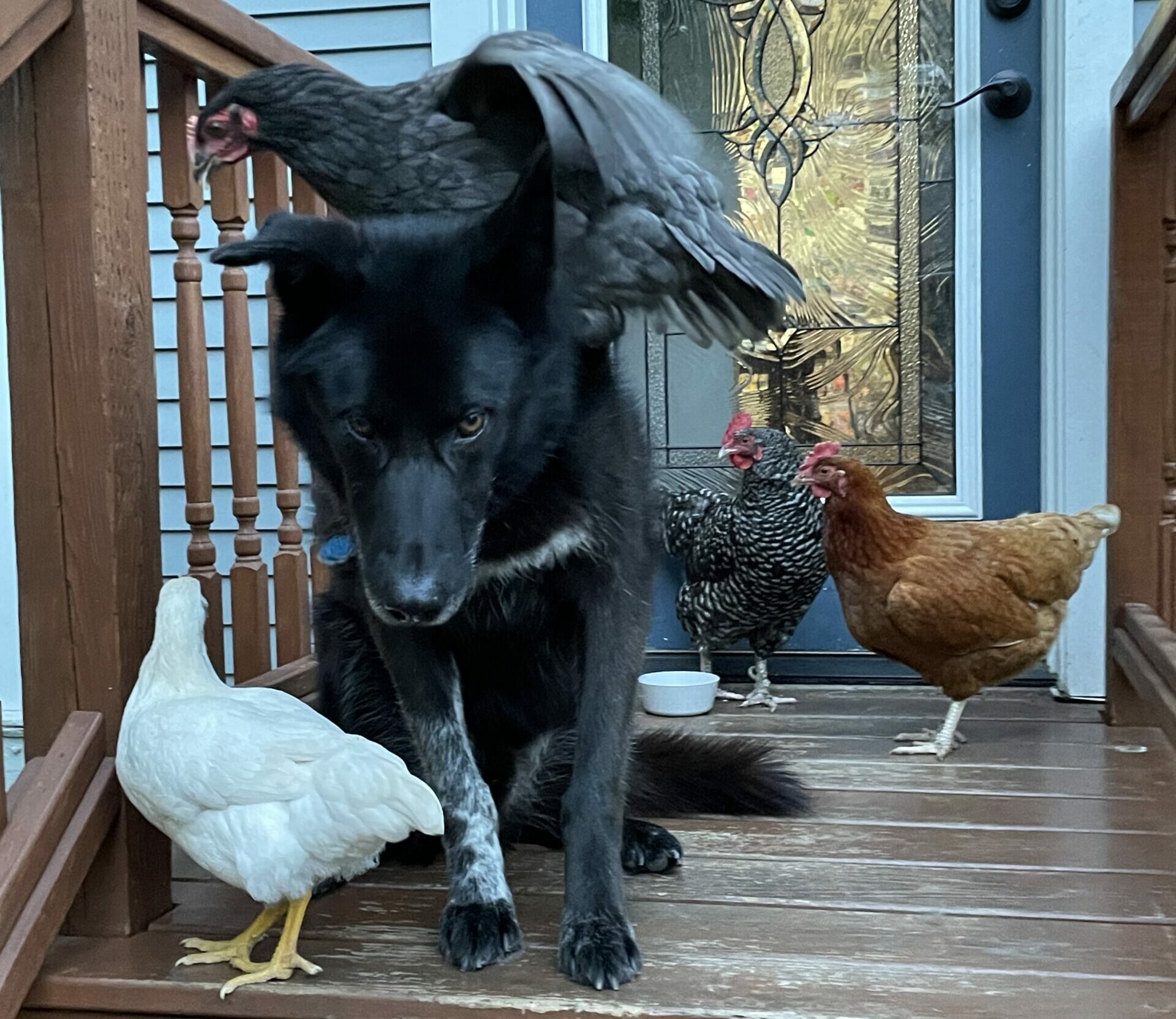 Turner The Sled Dog, Serving As A Roost For The Chickens